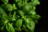 Photo Wallpaper Basil in XL