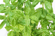 Photo Wallpaper Basil in XXL