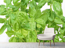 Load image into Gallery viewer, Photo Wallpaper Basil in XXL
