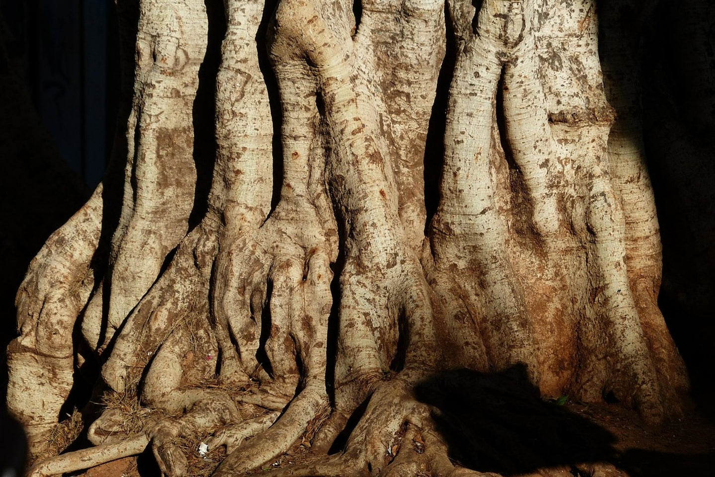 Photo Wallpaper Tree Close Up