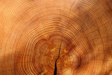 Load image into Gallery viewer, Photo Wallpaper tree rings
