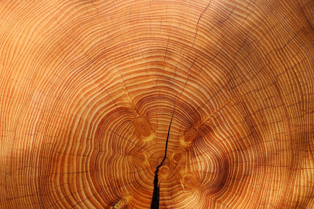 Photo Wallpaper tree rings