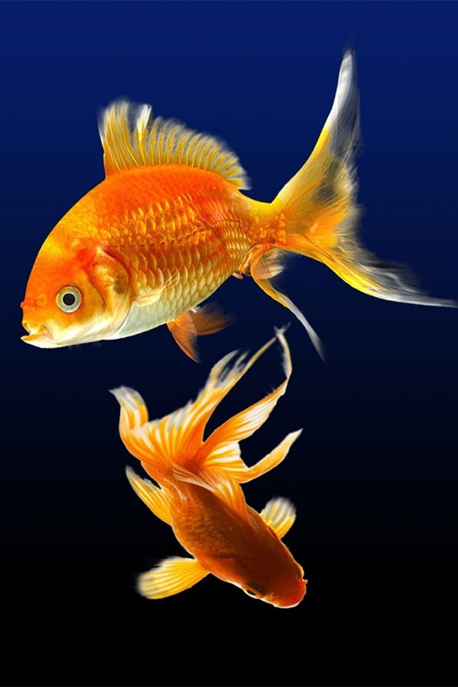 Photo Wallpaper Charming fish