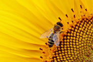 Photo Wallpaper Bee on the sunflower