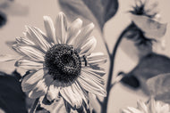 Photo Wallpaper Bees on the sunflower sw