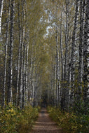 Photo Wallpaper Birch avenue