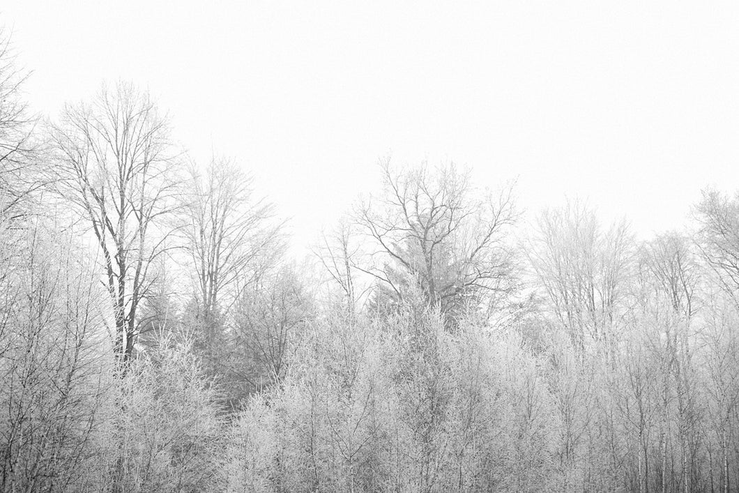 Photo Wallpaper Birches in the snow