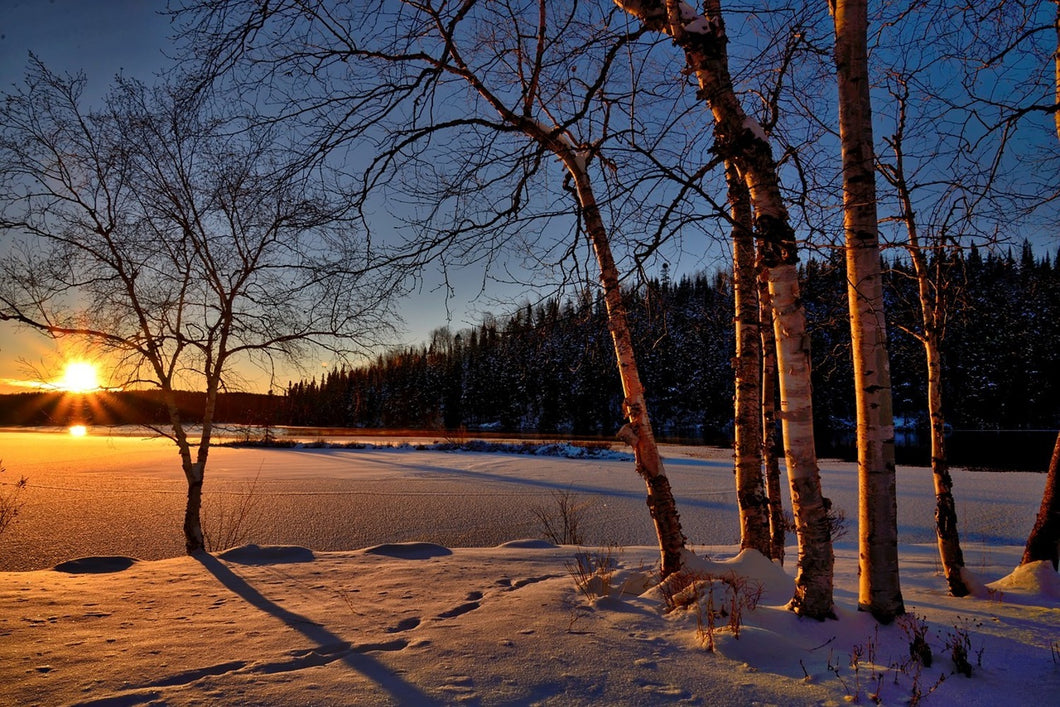 Photo Wallpaper Birches in the sunset