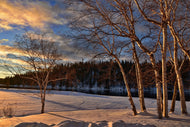Photo Wallpaper Birches in the winter