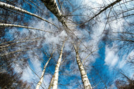 Photo Wallpaper birch crowns