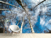 Load image into Gallery viewer, Photo Wallpaper birch crowns
