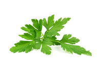 Photo Wallpaper Leaves of parsley