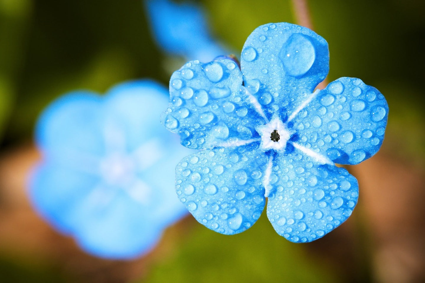 Photo Wallpaper Blue flower with morning dew