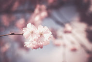 Photo Wallpaper Flower XL
