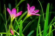 Photo Wallpaper Flowers in nature
