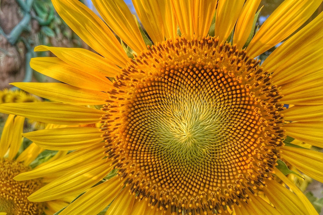 Photo Wallpaper Inflorescence of a sunflower