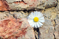 Photo Wallpaper Flower in the wall