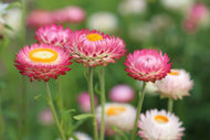 Photo Wallpaper Flowers of spring