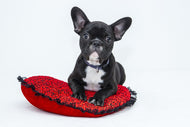 Photo Wallpaper Bulldog to fall in love