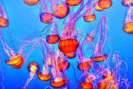 Photo Wallpaper Colorful jellyfish