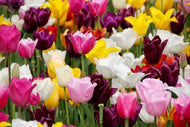 Photo Wallpaper Colorful tulip field