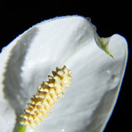 Photo Wallpaper Calla Close up in white