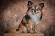 Photo Wallpaper Chihuahua portrait