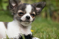 Photo Wallpaper Chihuahua to fall in love