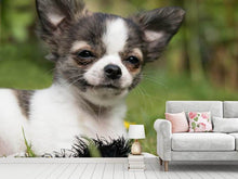Load image into Gallery viewer, Photo Wallpaper Chihuahua to fall in love
