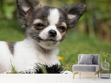Load image into Gallery viewer, Photo Wallpaper Chihuahua to fall in love
