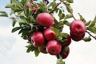 Photo Wallpaper Close up apple tree