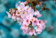 Photo Wallpaper Close up flower