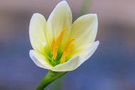 Photo Wallpaper Close up yellow blossom
