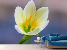 Load image into Gallery viewer, Photo Wallpaper Close up yellow blossom
