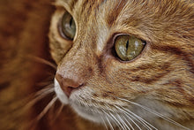 Load image into Gallery viewer, Photo Wallpaper Close up cat&#39;s head
