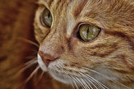 Photo Wallpaper Close up cat's head
