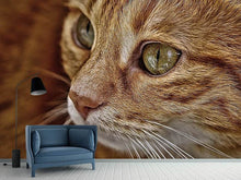 Load image into Gallery viewer, Photo Wallpaper Close up cat&#39;s head
