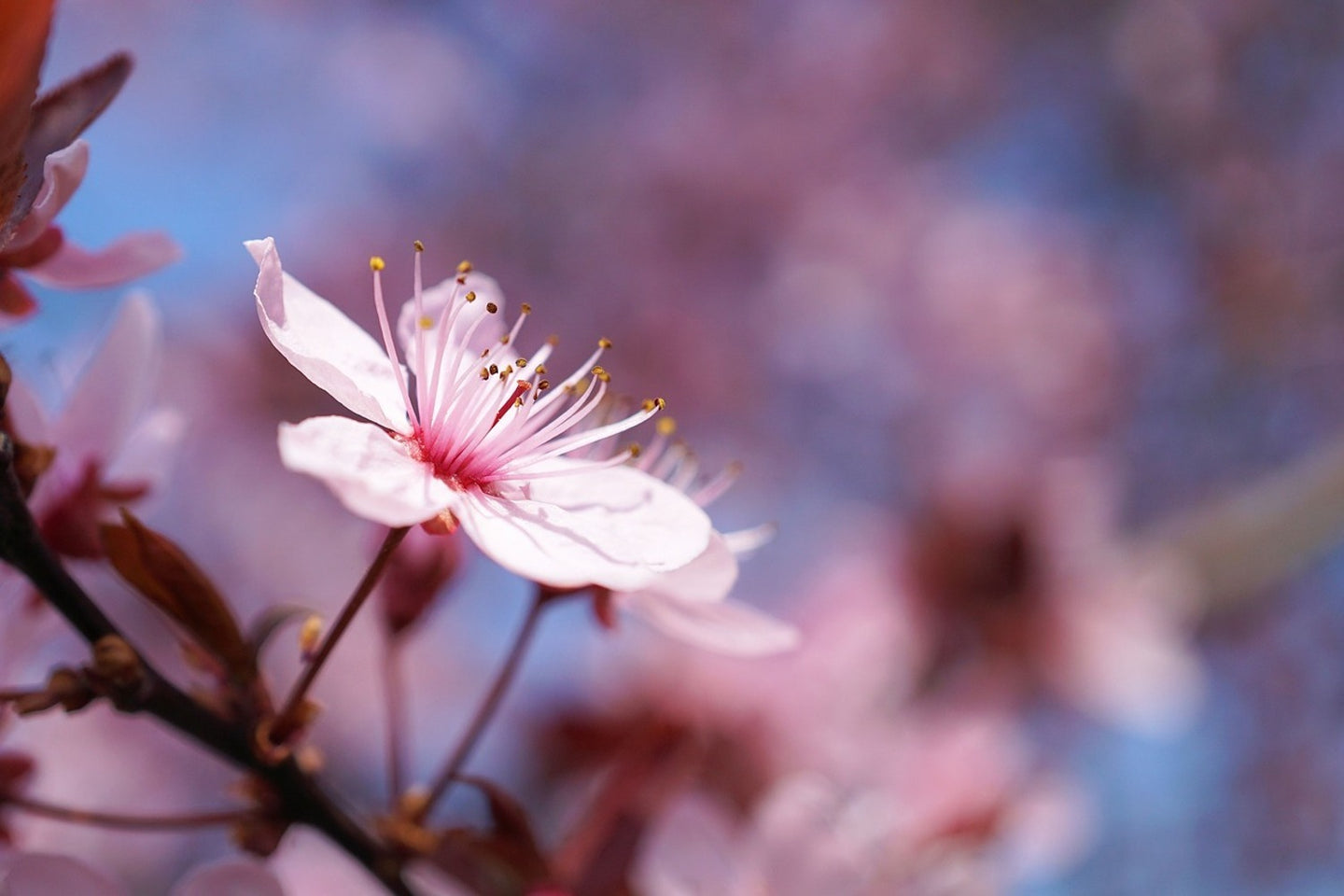 Photo Wallpaper Close up cherry blossom