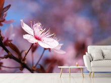 Load image into Gallery viewer, Photo Wallpaper Close up cherry blossom
