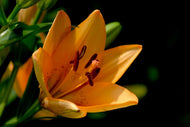 Photo Wallpaper Close up lily in orange