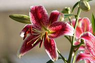 Photo Wallpaper Close up lily in red