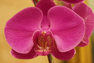 Photo Wallpaper Close up orchid in pink
