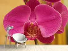Load image into Gallery viewer, Photo Wallpaper Close up orchid in pink
