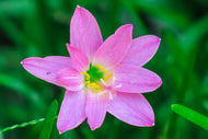 Photo Wallpaper Close up of pink blossom