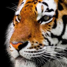 Load image into Gallery viewer, Photo Wallpaper Close up tiger head
