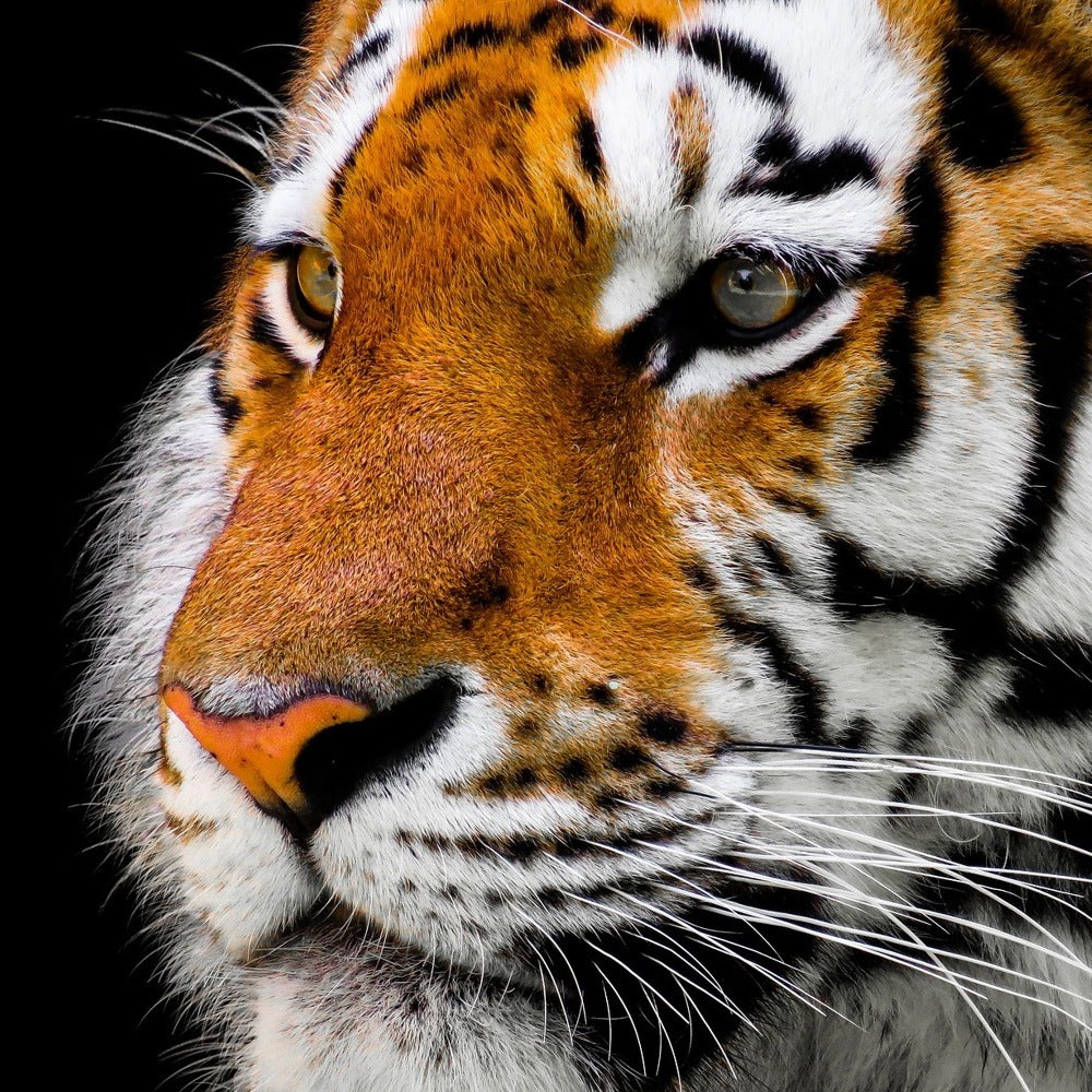 Photo Wallpaper Close up tiger head