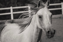 Load image into Gallery viewer, Photo Wallpaper There is a horse
