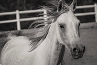 Photo Wallpaper There is a horse