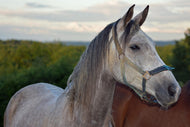 Photo Wallpaper The arabian thoroughbred