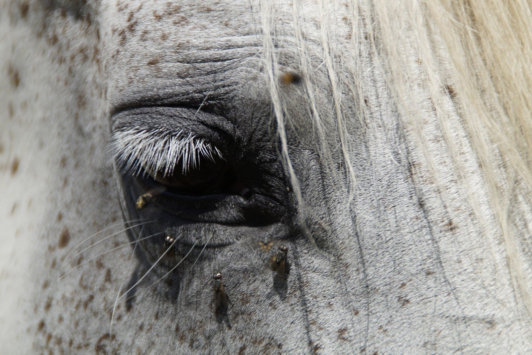 Photo Wallpaper The eye of the horse